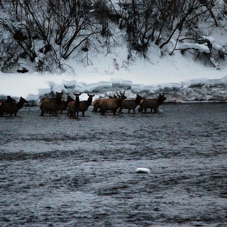 River Elk