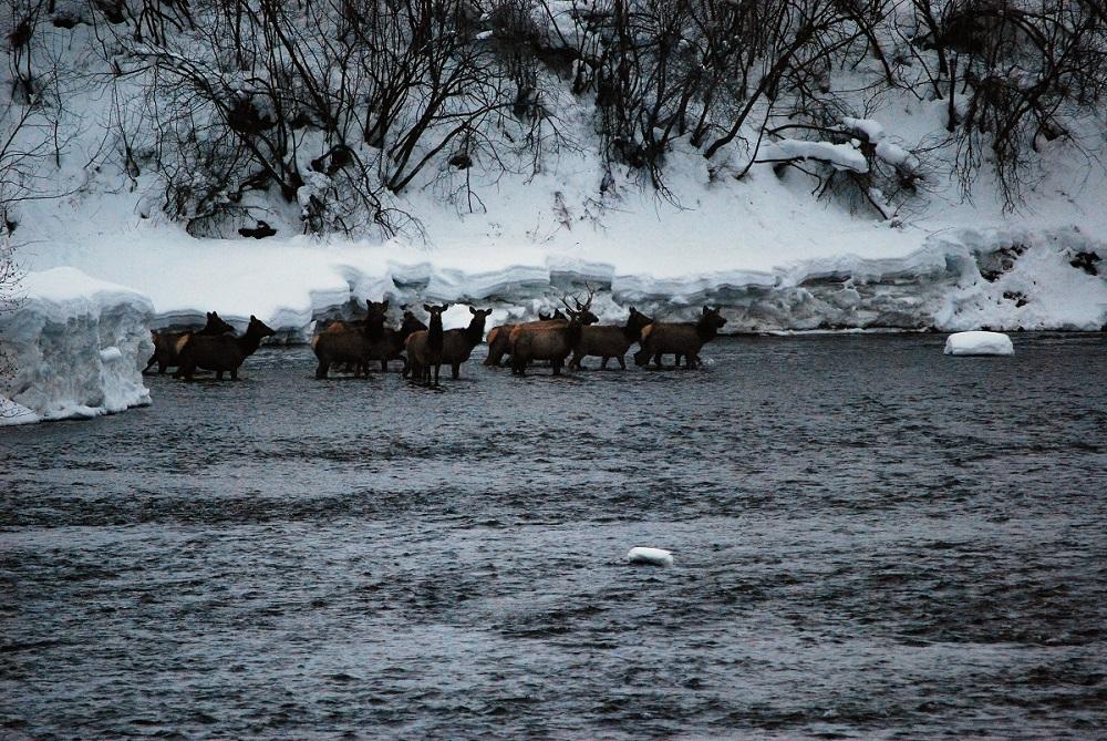 Cow and spike elk in river